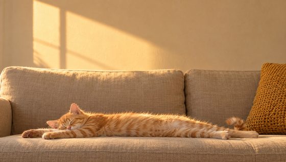 Board 1, das Sofa im Nachmittagslicht